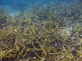 Staghorn Coral IMG 7249